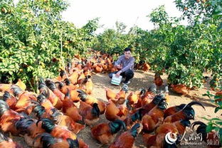 立體養(yǎng)殖，一地多收——廣西大新七里新村的致富新路